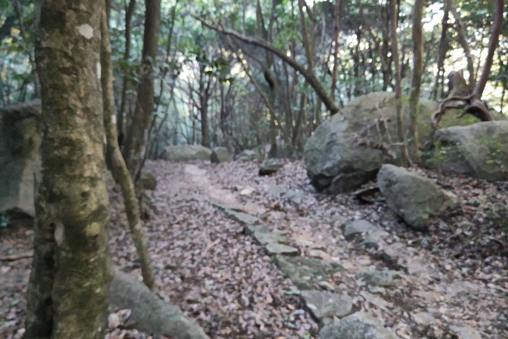 駒ヶ林-弥山 往復コースの写真