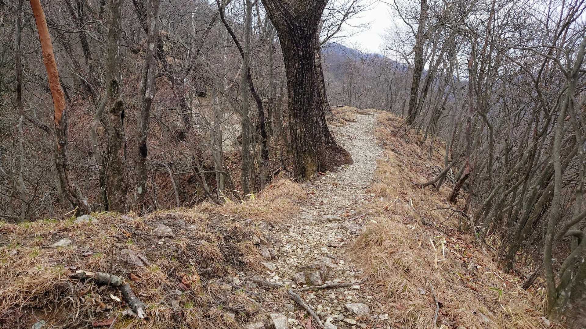 細尾峠-薬師岳 往復コースの写真