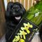 ムクふむ