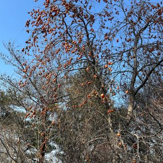 小さい渋柿が鈴なりになってる