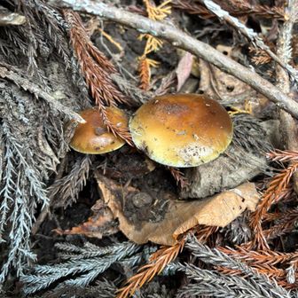登山口付近で、エノキタケを発見

土から生えているように見えるが、埋もれた木から生えているのだろう

カサに粘性があるので、ゴミが付着している

カサの大きさは、右側が約４cm
(もっと大きくなるものもあって、以前 約10cmのものを雪の中で見つけたことがある)