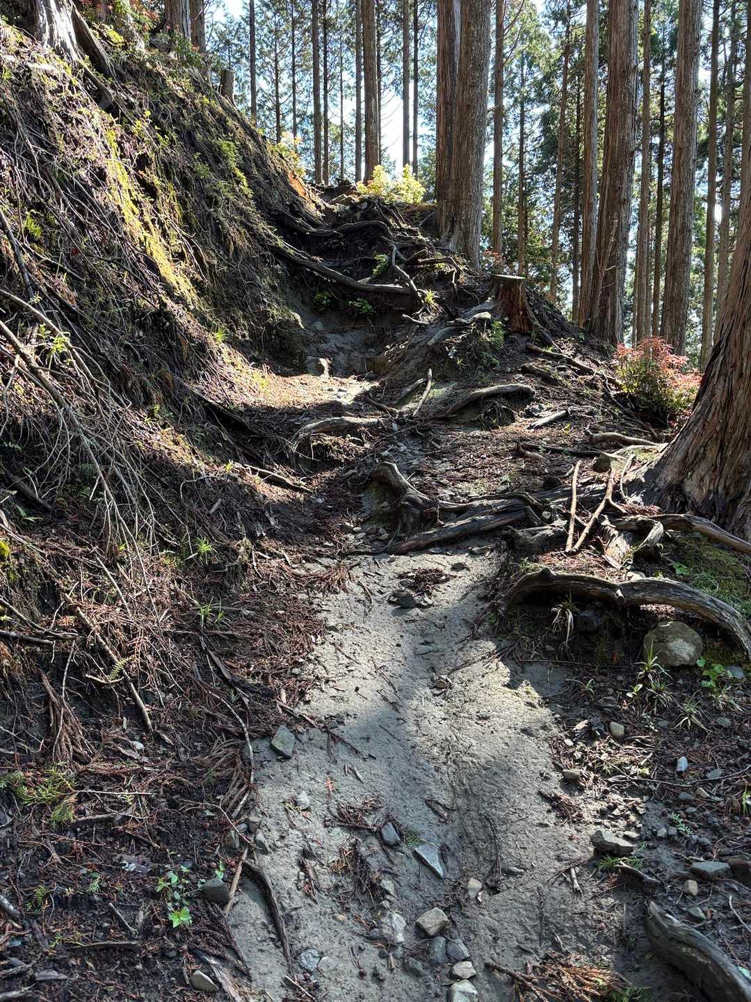 沢から離れて根っこの登山道登る