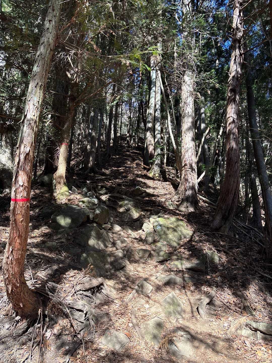 ここを登ります