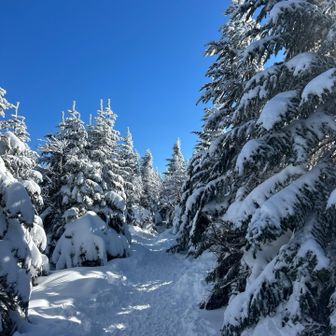 縞枯山 山頂あたり  眺望は無し
めっちゃ直登 長く感じたー😥
スノーハイクだなんて舐めてました きつかった