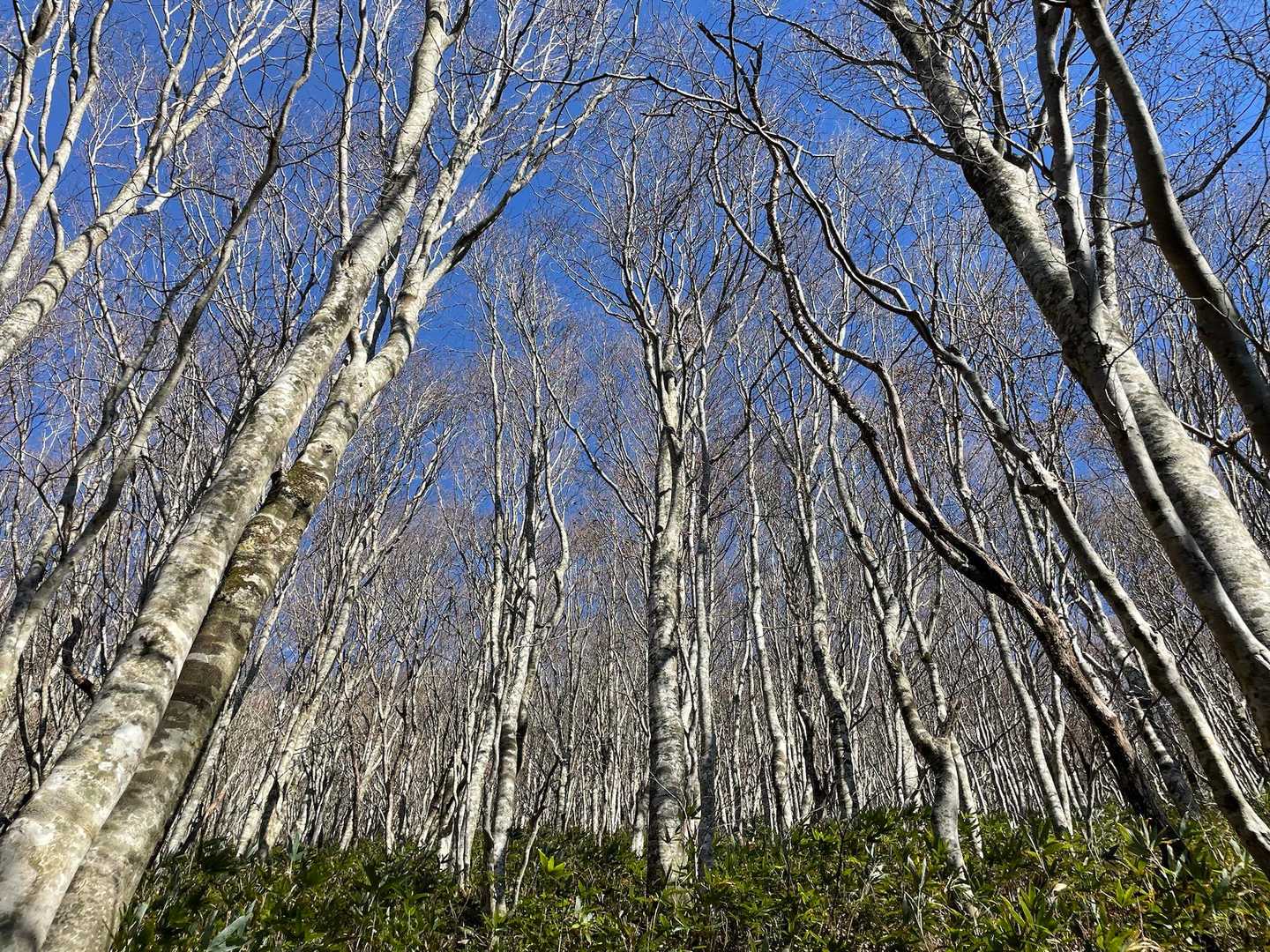 木々と青空良き