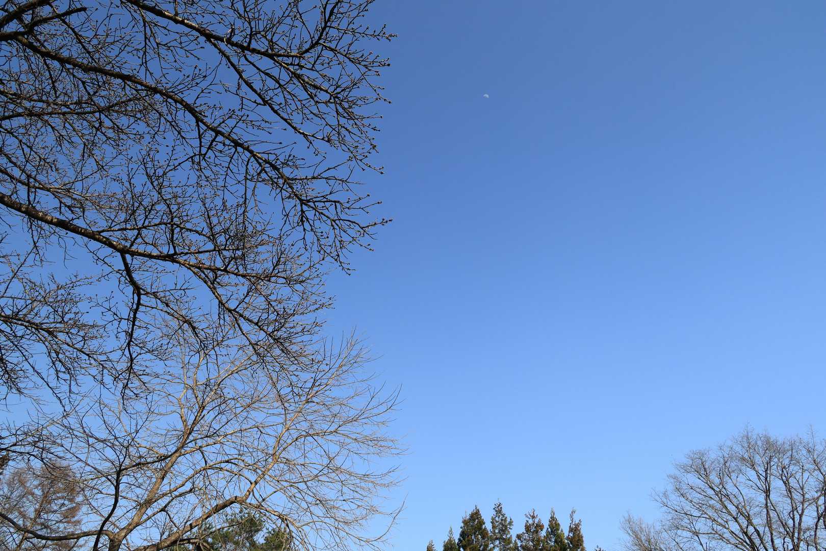 青い空に月
桜はまだまだつぼみ