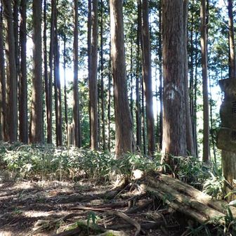 ちはや園地を過ぎると、静かな登山道

でもこの日はダイトレ縦走大会が開催されていたので、ふと気付くと後ろからテンポのいい足音が近づいてくる

のんびり歩く私、きっとランナーには邪魔だっただろうなぁ