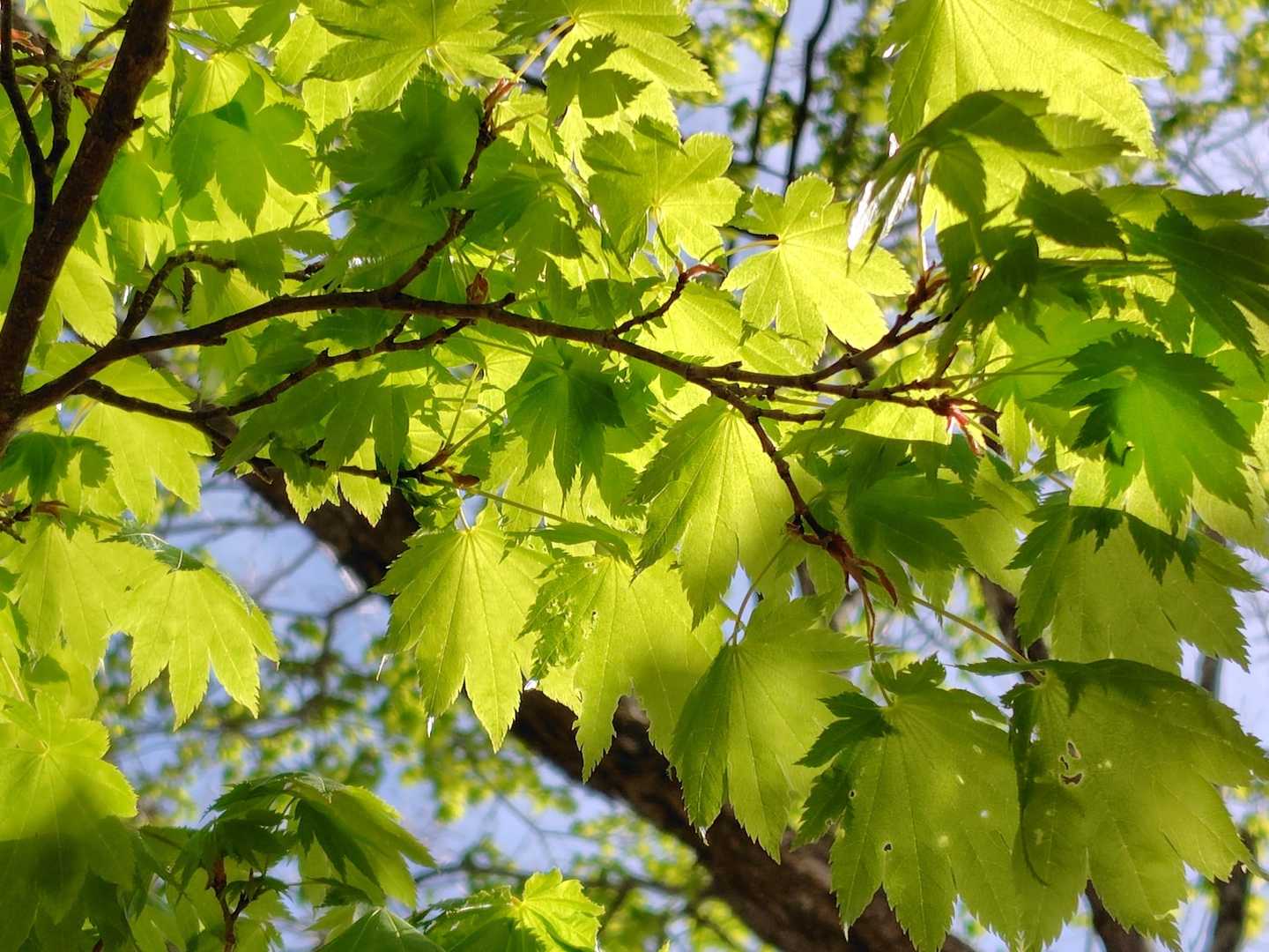 日に透ける新緑、ステキ✨