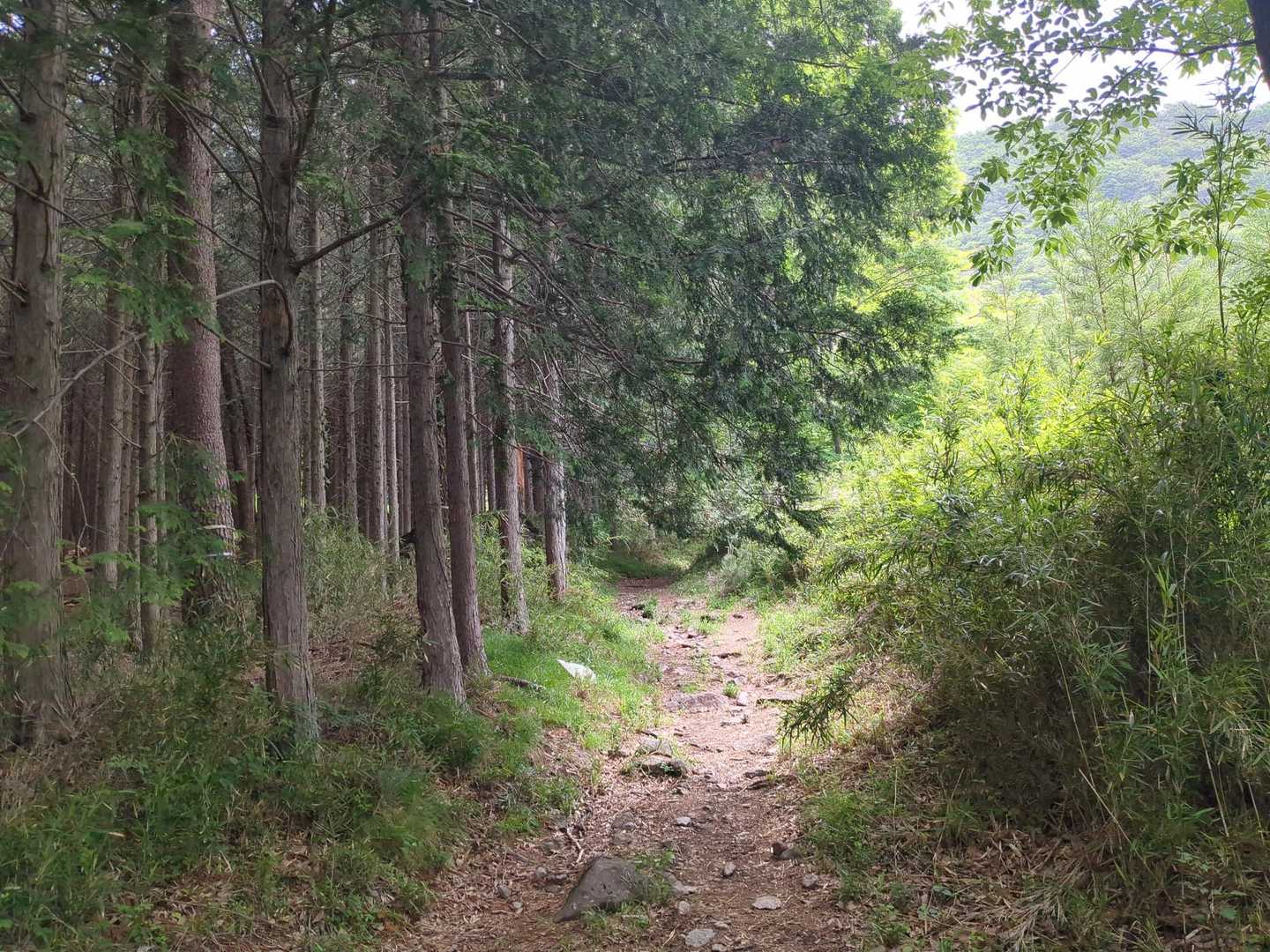 鍋割山登山口。わりとすぐに急登になります。