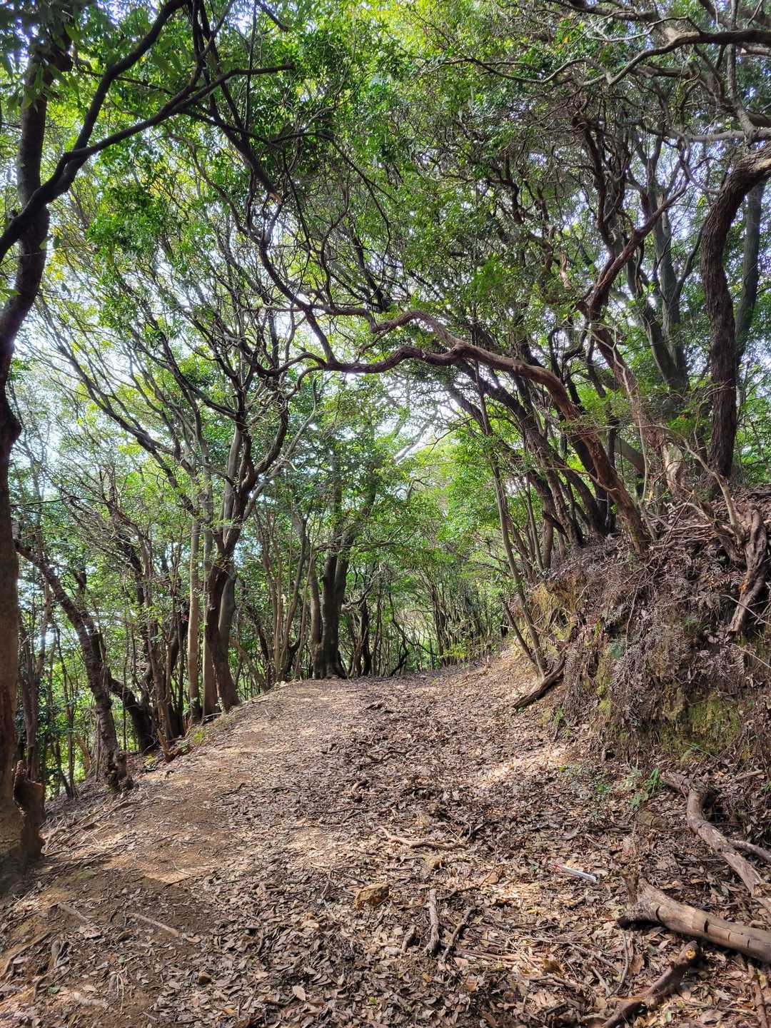 登山道は整備されていてめっちゃ歩きやすい