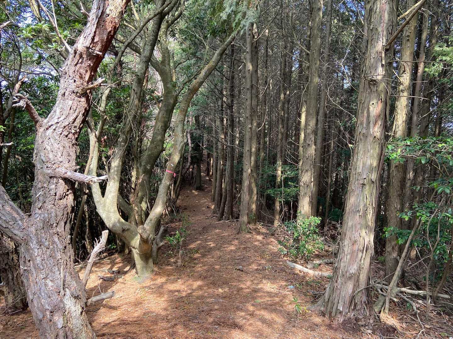 本当に歩きやすい道が続き楽しい！