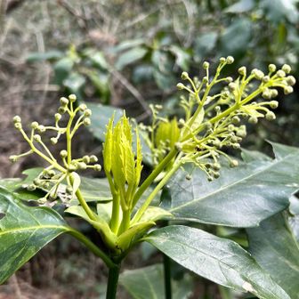 新芽が愛おしい🌱
