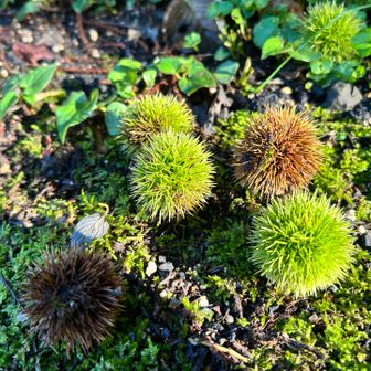 秋の訪れ🌰