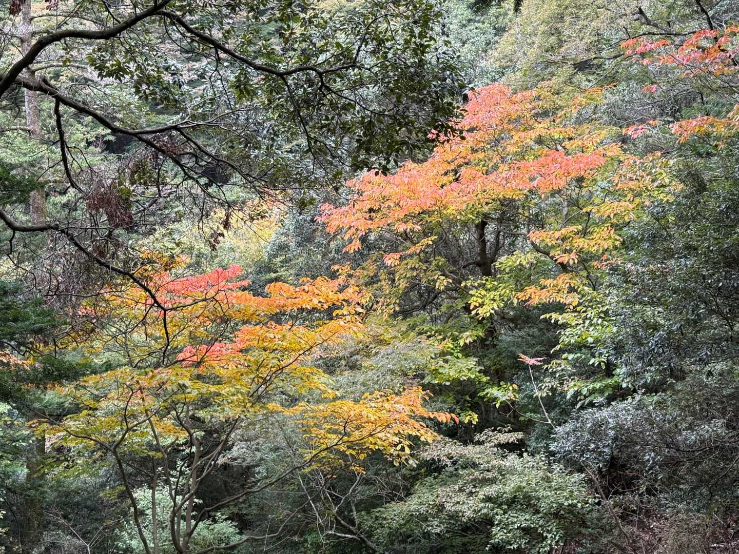 阿夫利神社下社-大山-見晴台 周回コースの写真