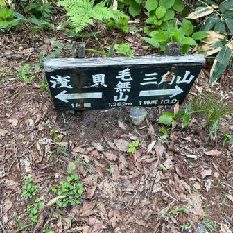 下山道で唯一の登り。毛無山。ここでも２人に会う