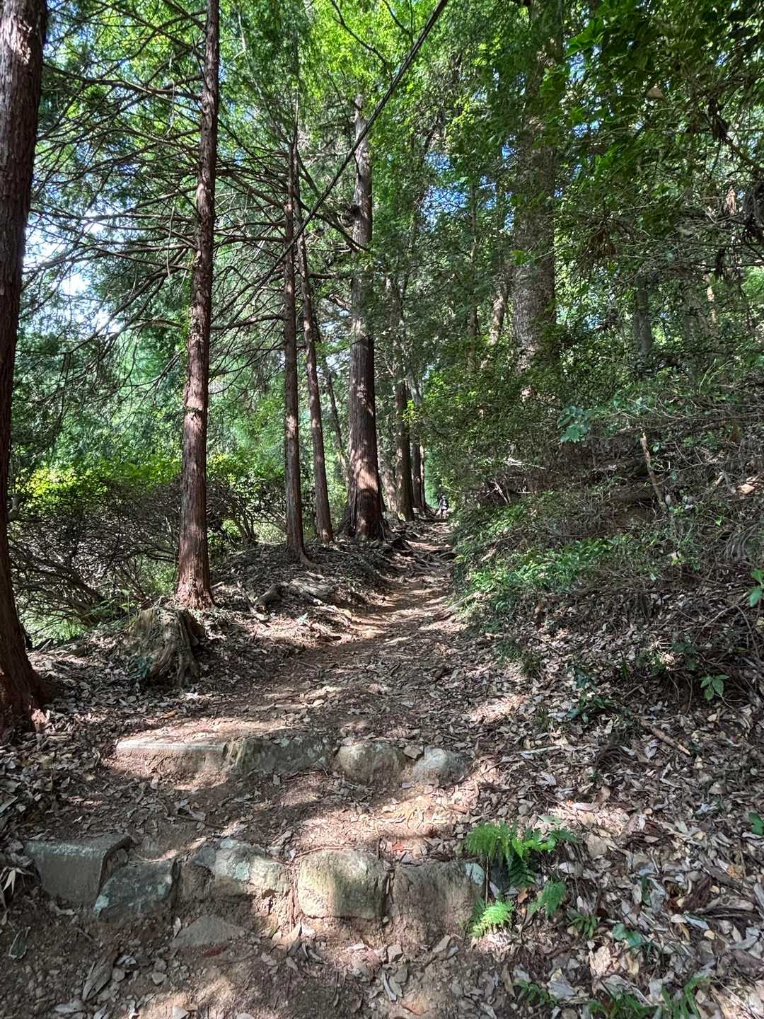 しっかり登山らしい道です✊