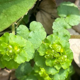 最後のお花はネコノメソウ。