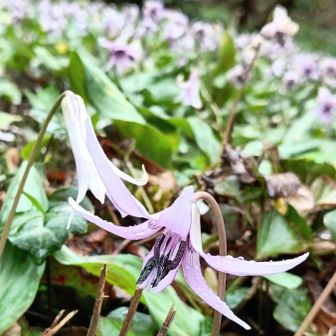 帰りのルートでカタクリ群生地がありました💜
