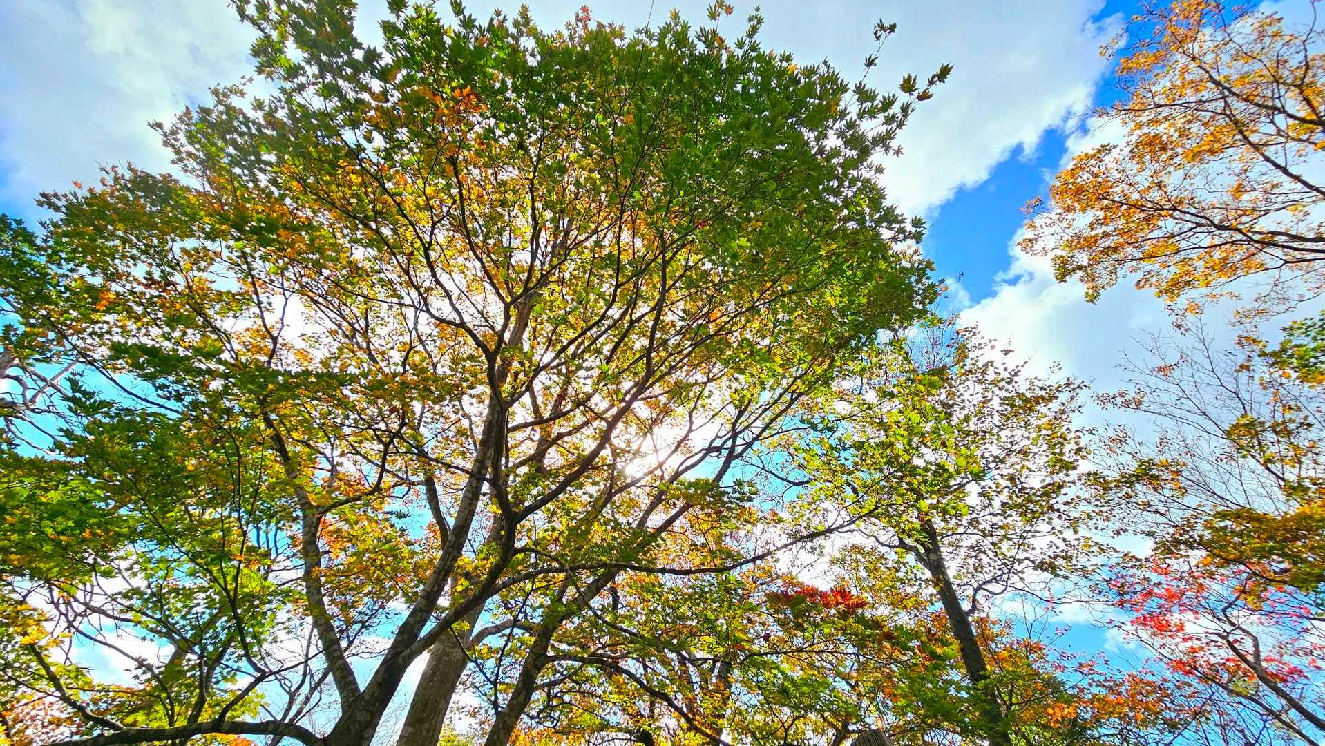 見頃は来週くらいでしょうか🍁🤔