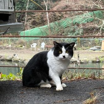 ごきげんよう　金さんお見知り置きを！