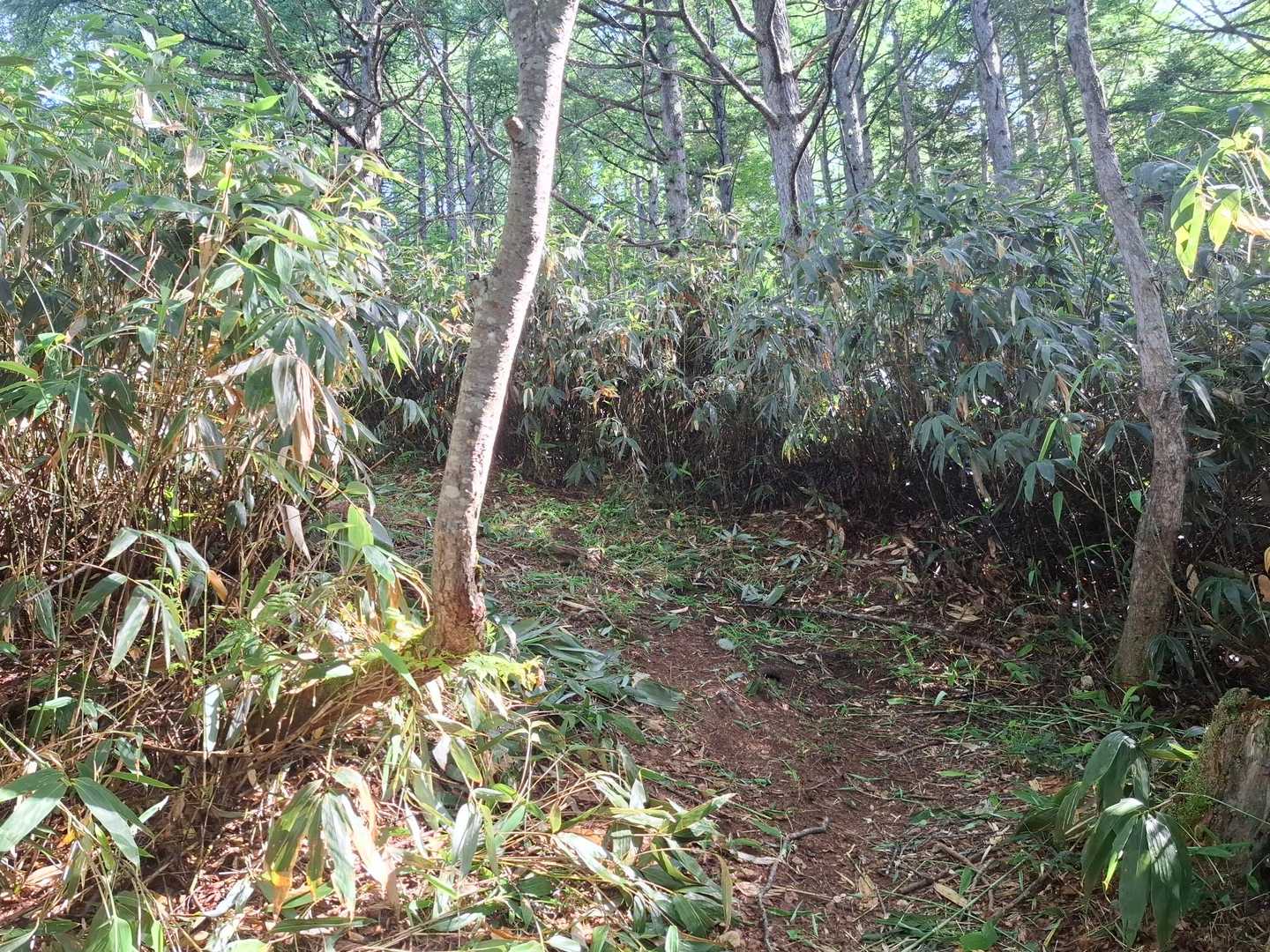 笹がはらってあって、登山道がよく整備されています。