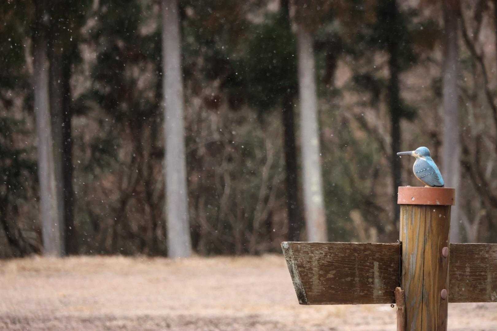 雪がちらつく❄️