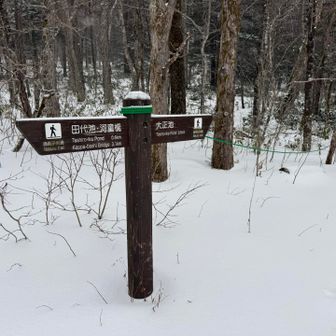 川沿いから大正池へ
