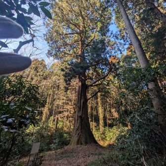 オーオーすごいパワー