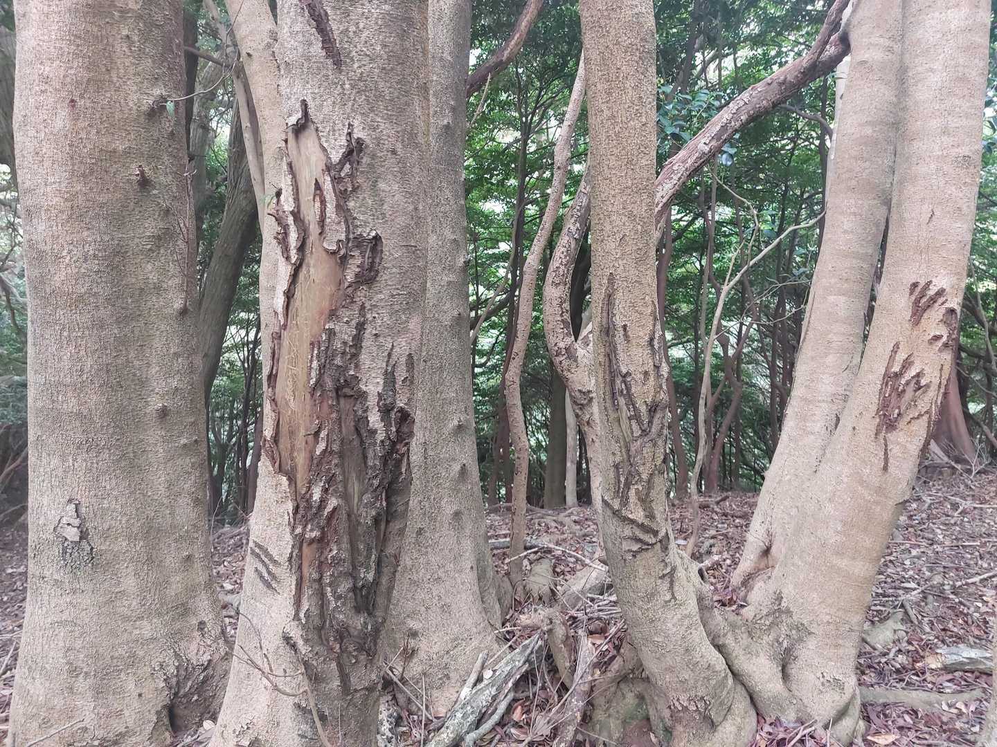 これは鹿ですね🦌