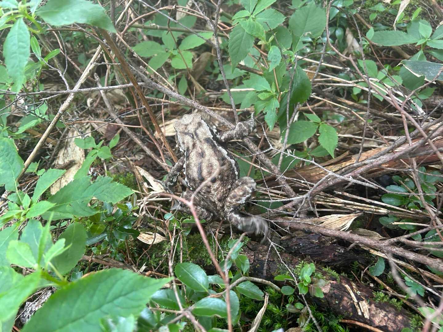 ん？
去年も会わなかった？？🐸