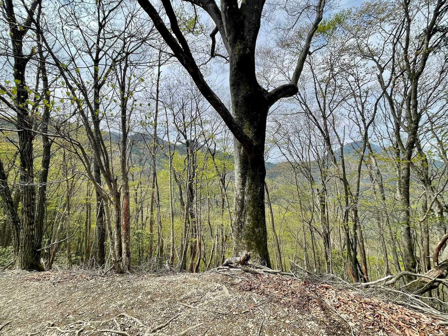 歩いてきた武甲山から小持山から大持山がよく見えます。よく歩きました🚶