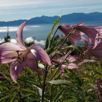 ぱいんぼっくり