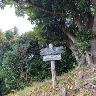 見晴台、大きな木が雨を防いでくれるのでここで休憩、木の根が意外に座りやすかったですよ