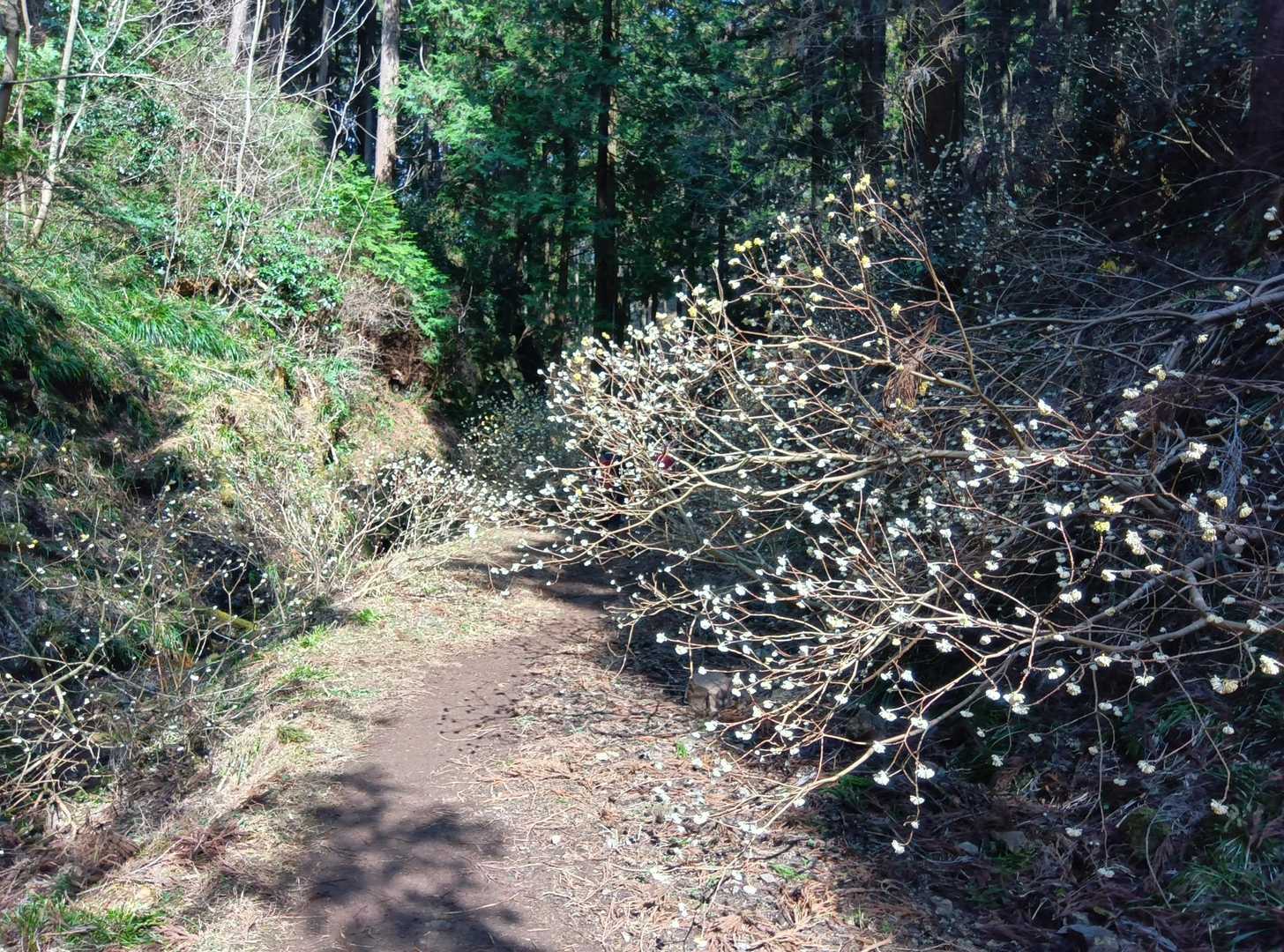 赤沢富士-鶏足山-焼森山 周回コースの写真