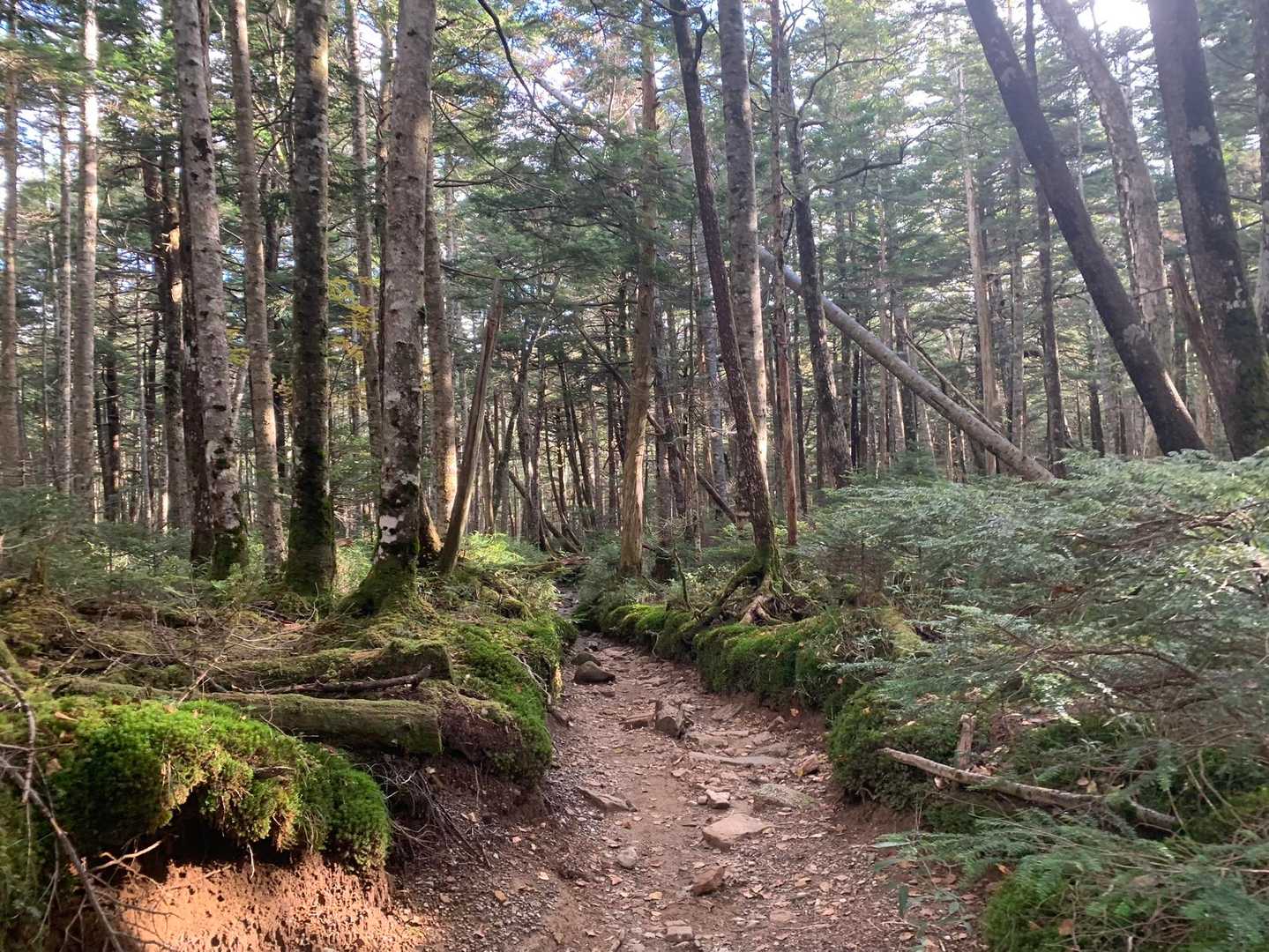 夕暮れの森、大きなツノの鹿がバッサバッサと森の中を駆け抜けてちょっとビビりました🦌