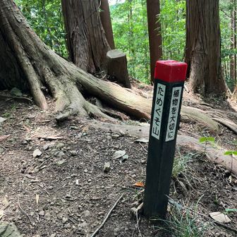 山頂感は全くない
ためぐそ感もない
ココでも下山する方向を間違えそうになる😅