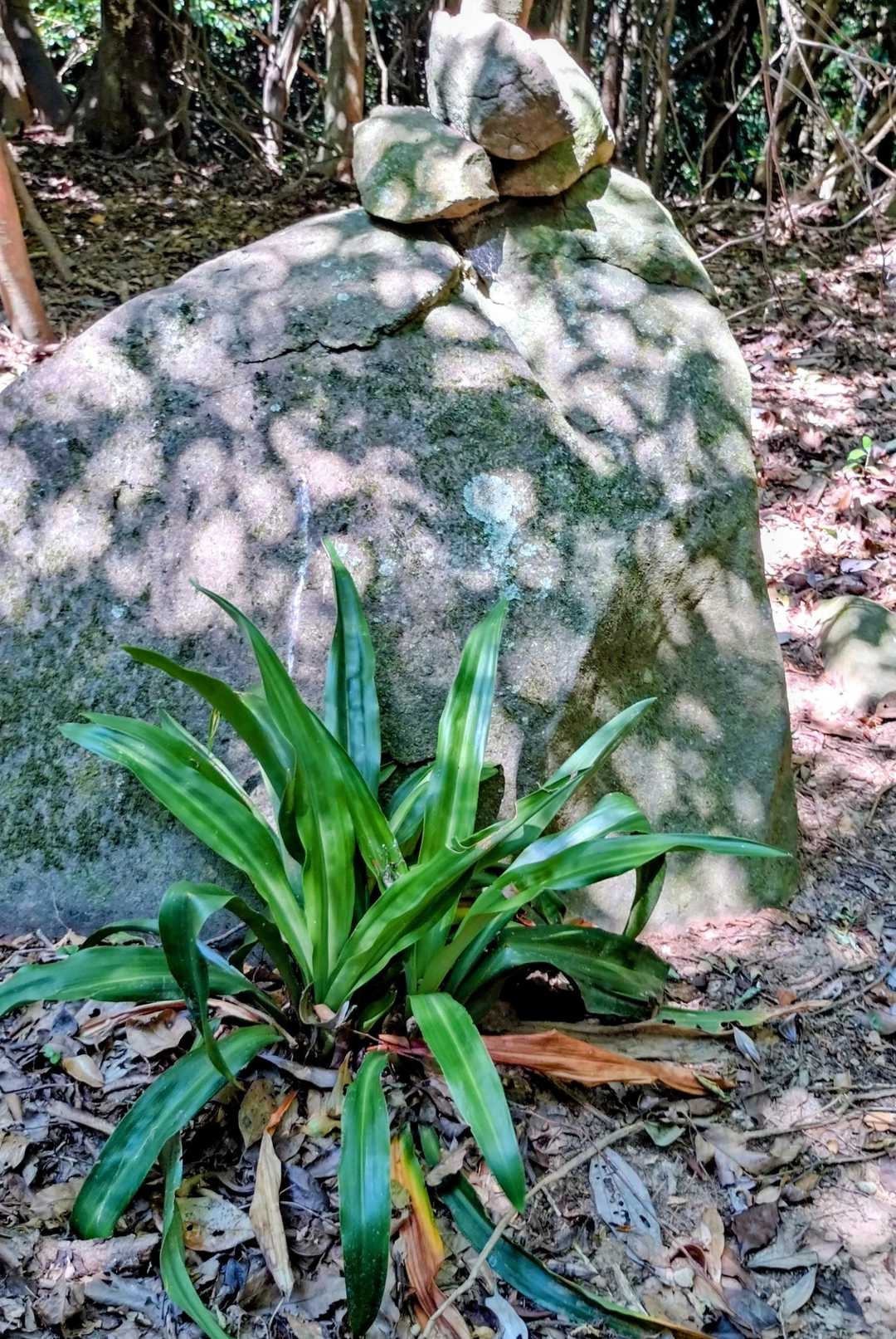 おもと　が岩陰にひっそりと💚
