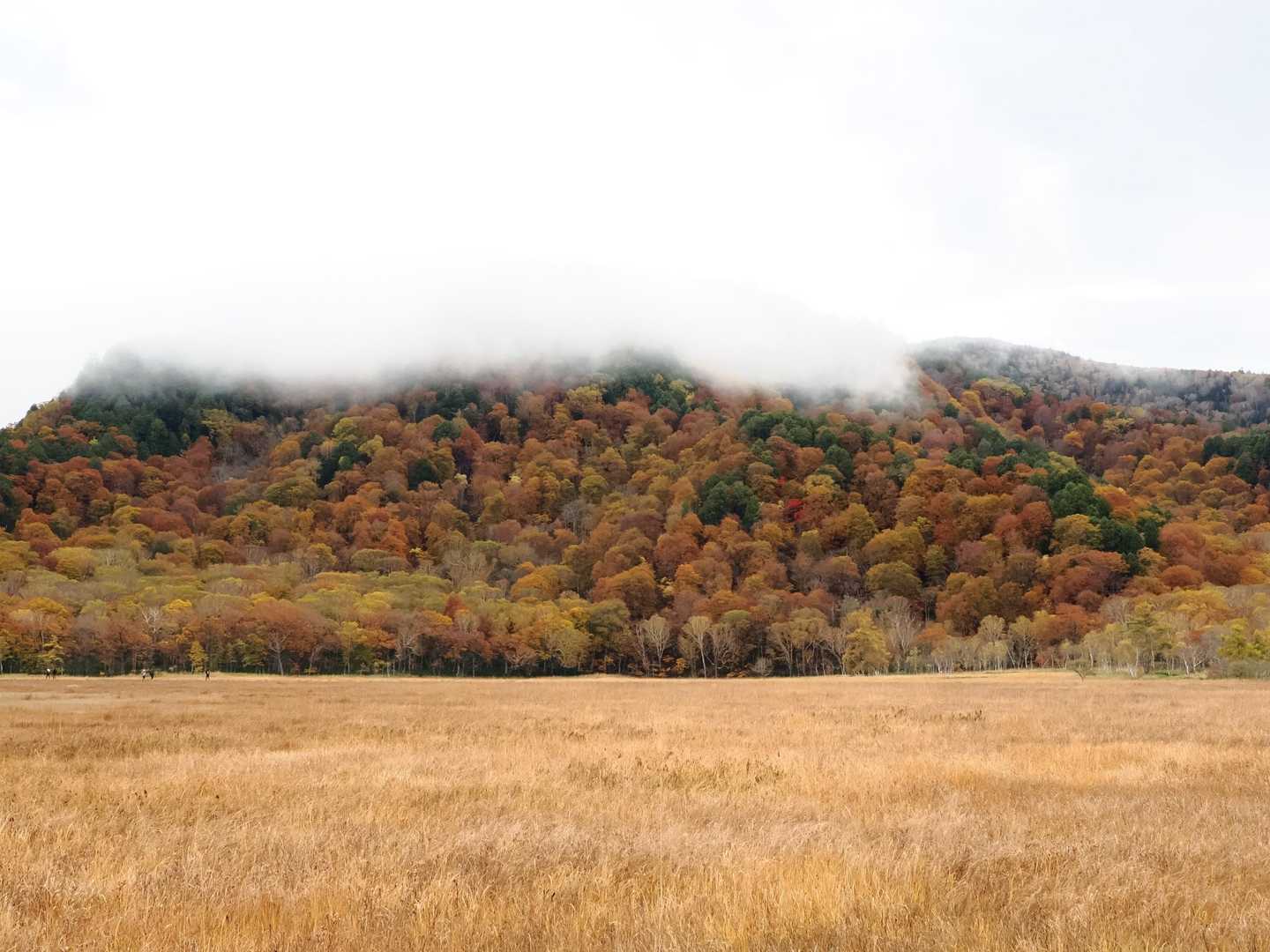 鳩待峠-横田代-中原山-アヤメ平 周回コースの写真