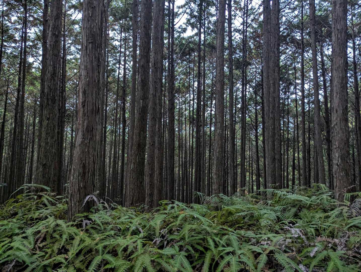もう、雨具を着ないと濡れる本降り💦🤣