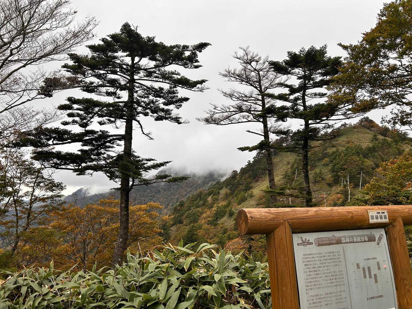 土小屋登山口-石鎚山 縦走コースの写真