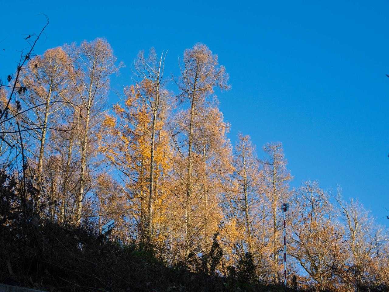 虚空蔵山登山口-虚空蔵山 周回コースの写真
