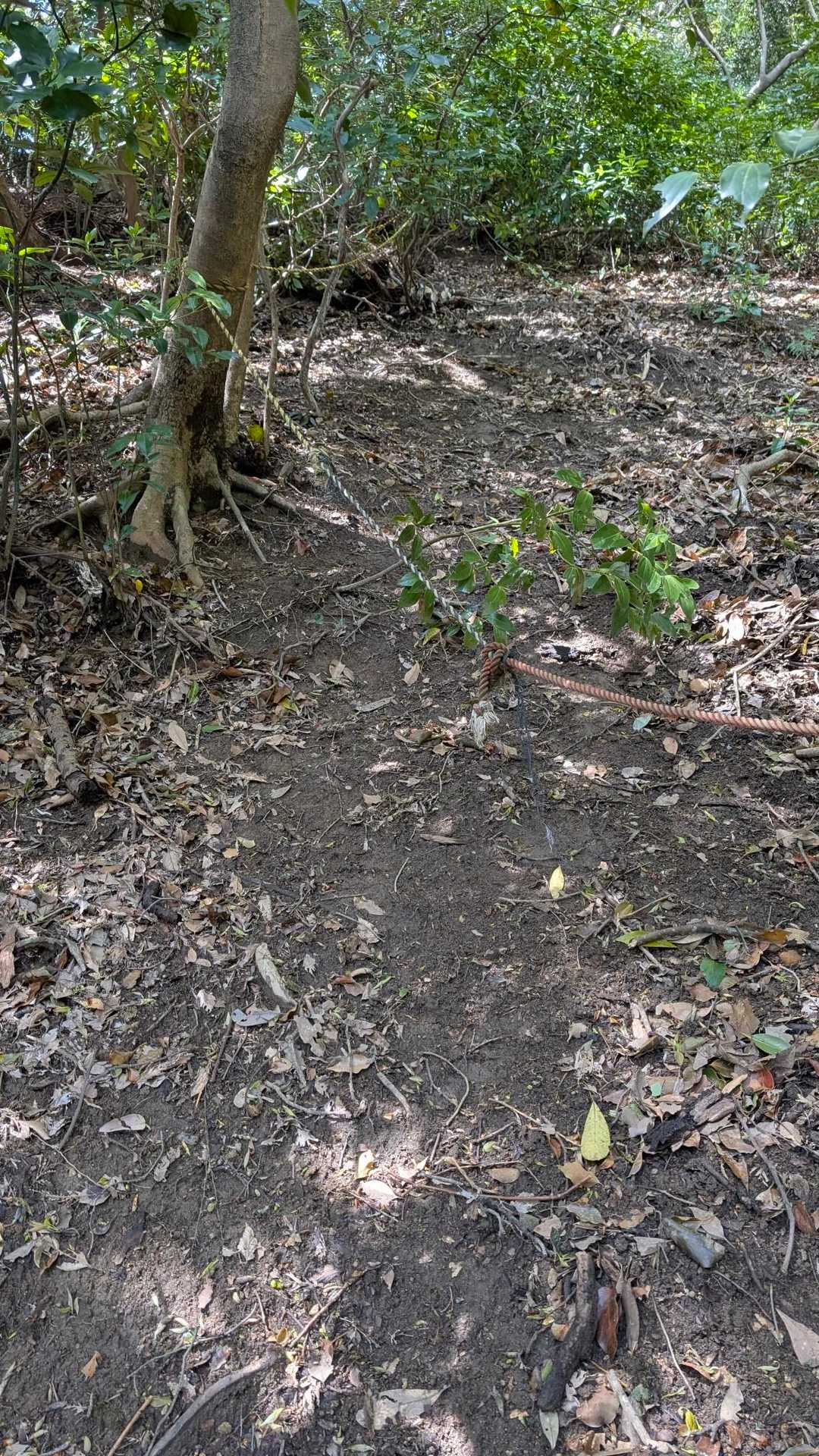 とんでもない登りです、