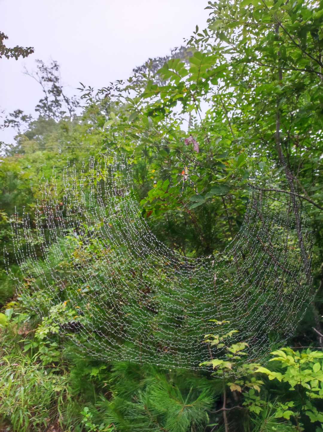 スパイダーマンの洗礼はつづく🕸👀