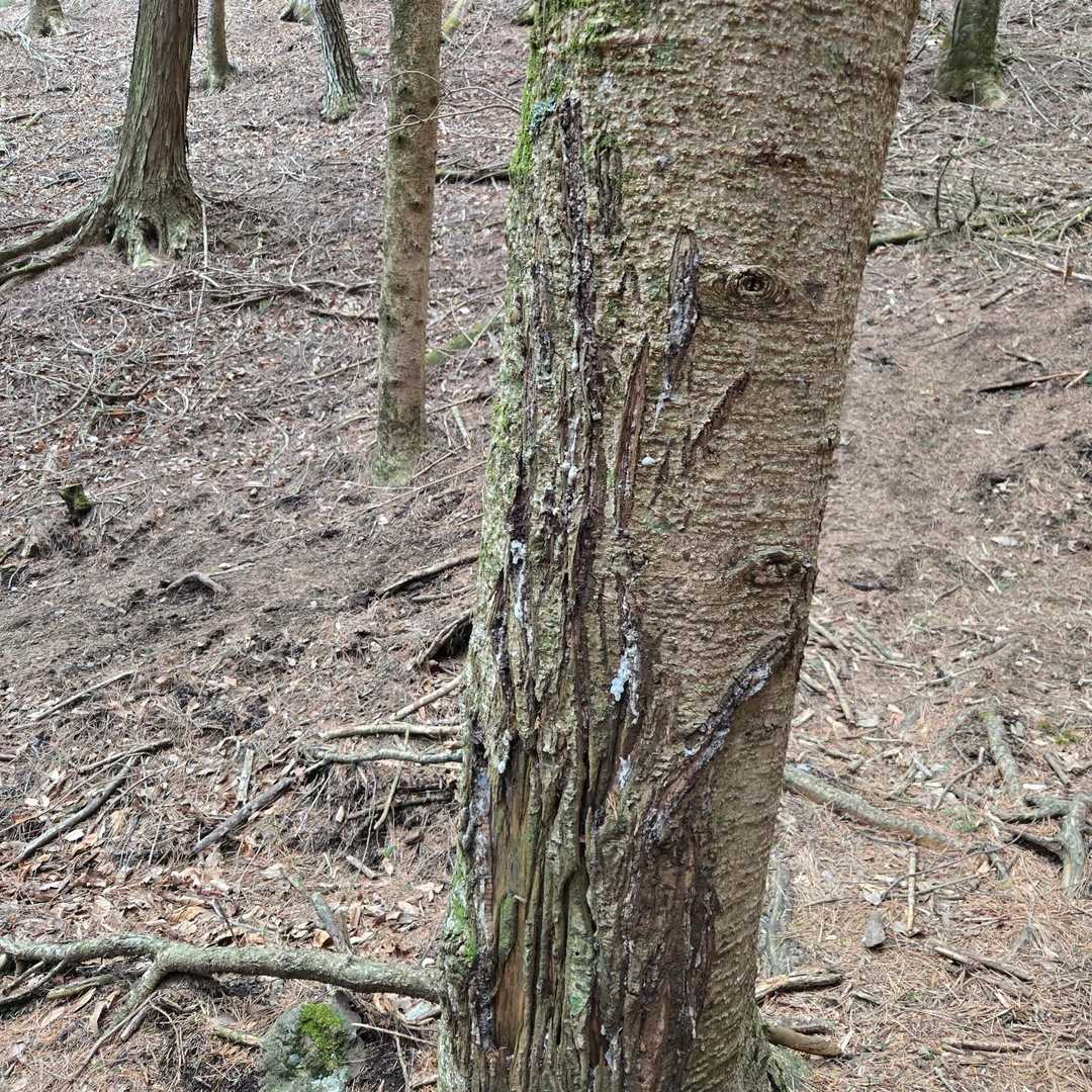癒しロードを満喫していたら、熊の爪あと😱