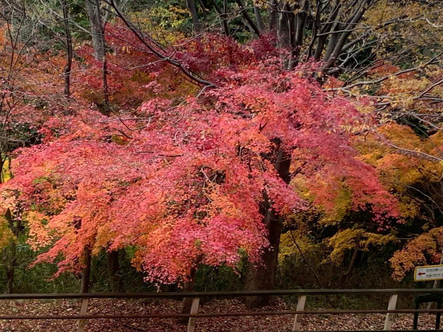 神津嶽 往復コースの写真