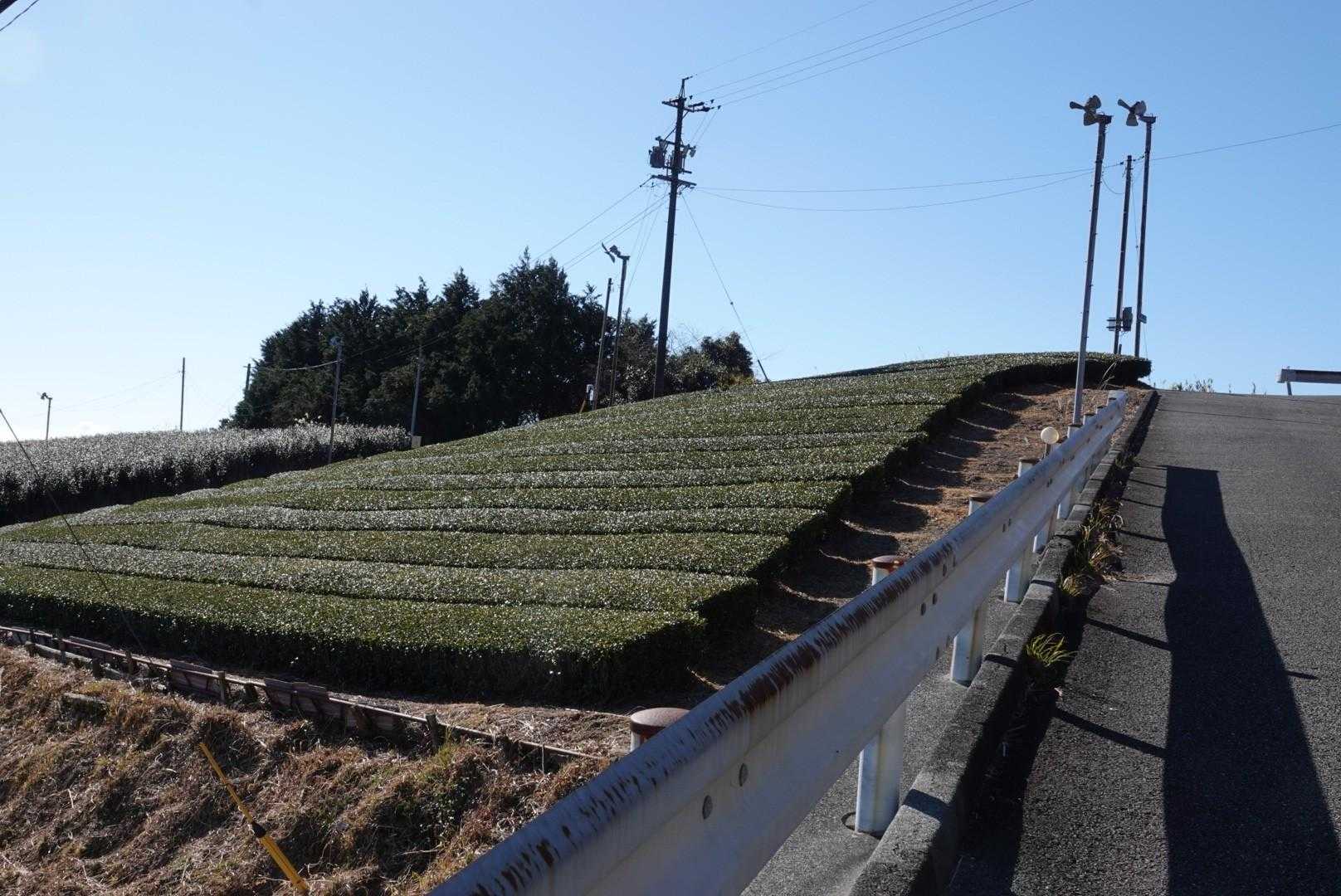 茶畑の横を登りました