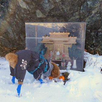 お供え物🍊がありました。
こたろうが食べそうになったので
自分が持って来たお供え物と
一緒にケースの中にお供えしました。