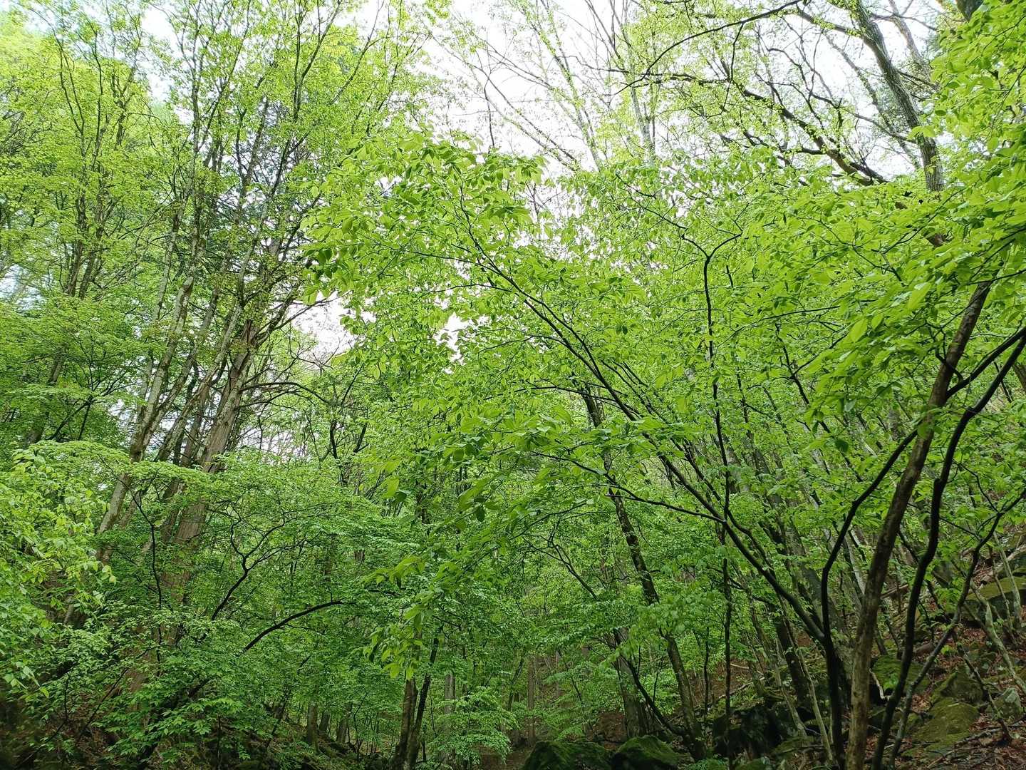 新緑が美しいぃ〜💚
