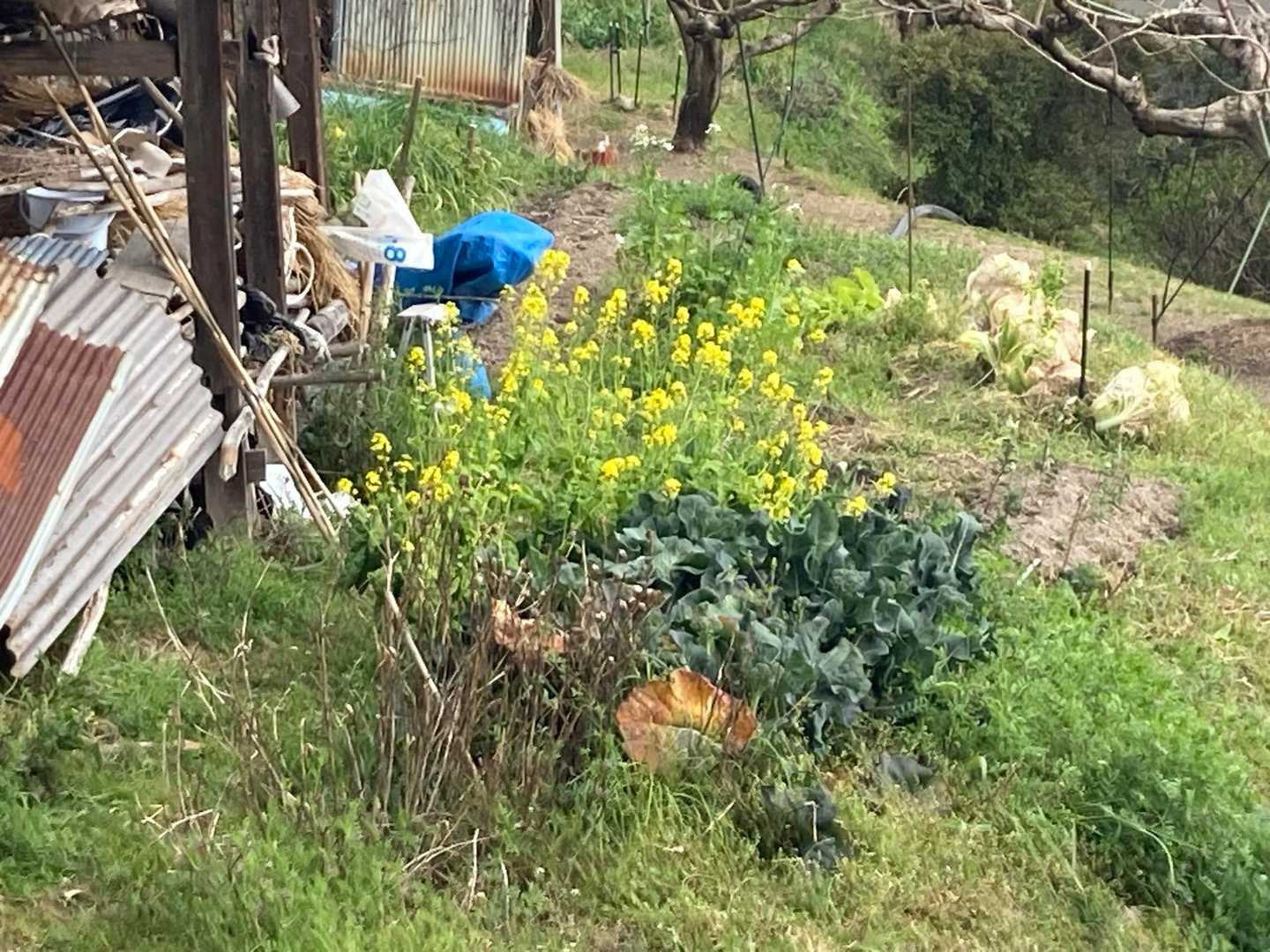 菜の花咲いてた