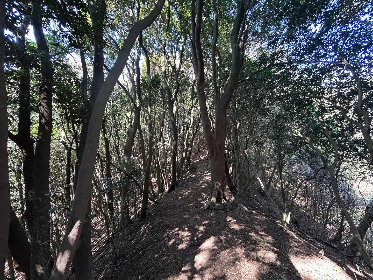 気持ちいい尾根道🍃